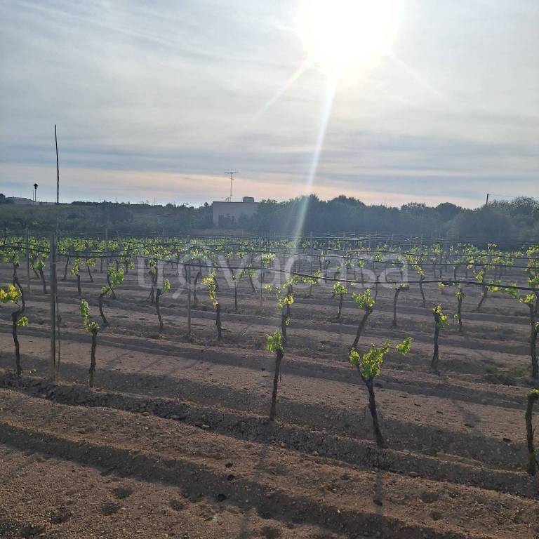 terreno agricolo in vendita a Mazara del Vallo