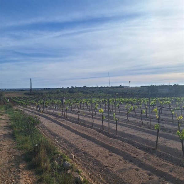 terreno agricolo in vendita a Mazara del Vallo