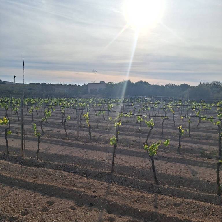 terreno agricolo in vendita a Mazara del Vallo