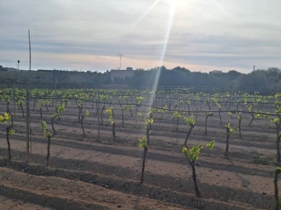 terreno agricolo in vendita a Mazara del Vallo