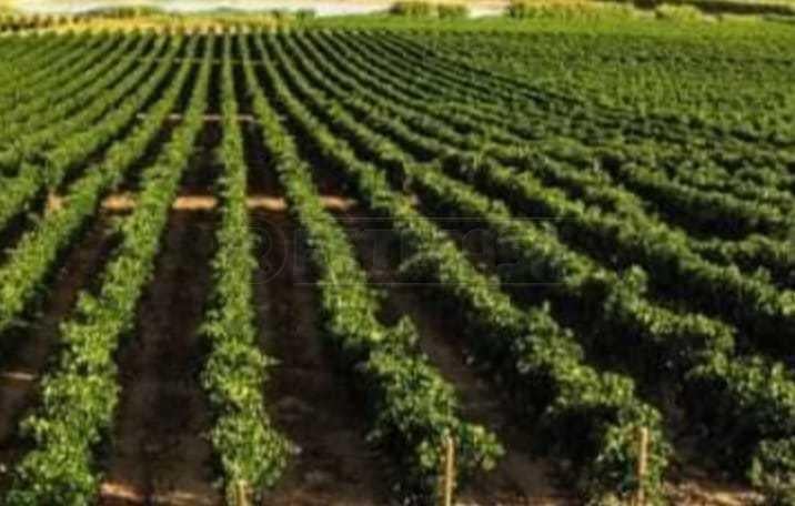 terreno agricolo in vendita a Mazara del Vallo