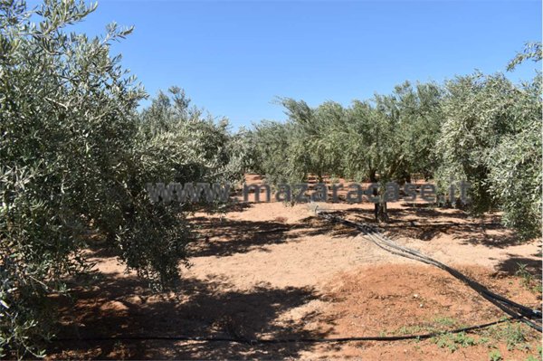 immagine annuncio 0 di 5