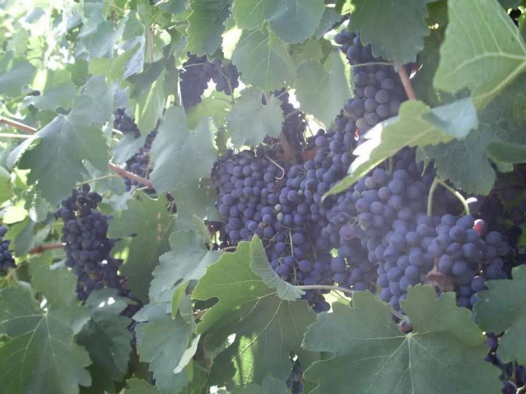 terreno agricolo in vendita a Mazara del Vallo in zona Mazara Due