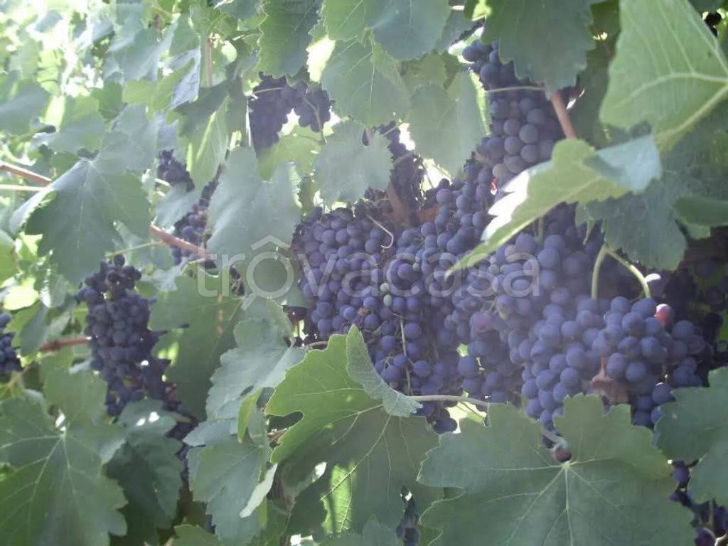 terreno agricolo in vendita a Mazara del Vallo