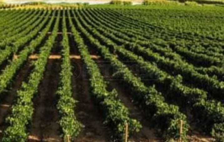 terreno agricolo in vendita a Mazara del Vallo