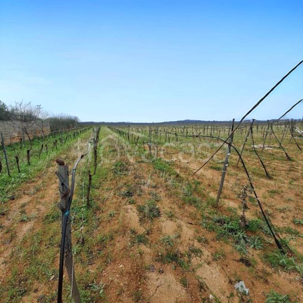 terreno agricolo in vendita a Mazara del Vallo