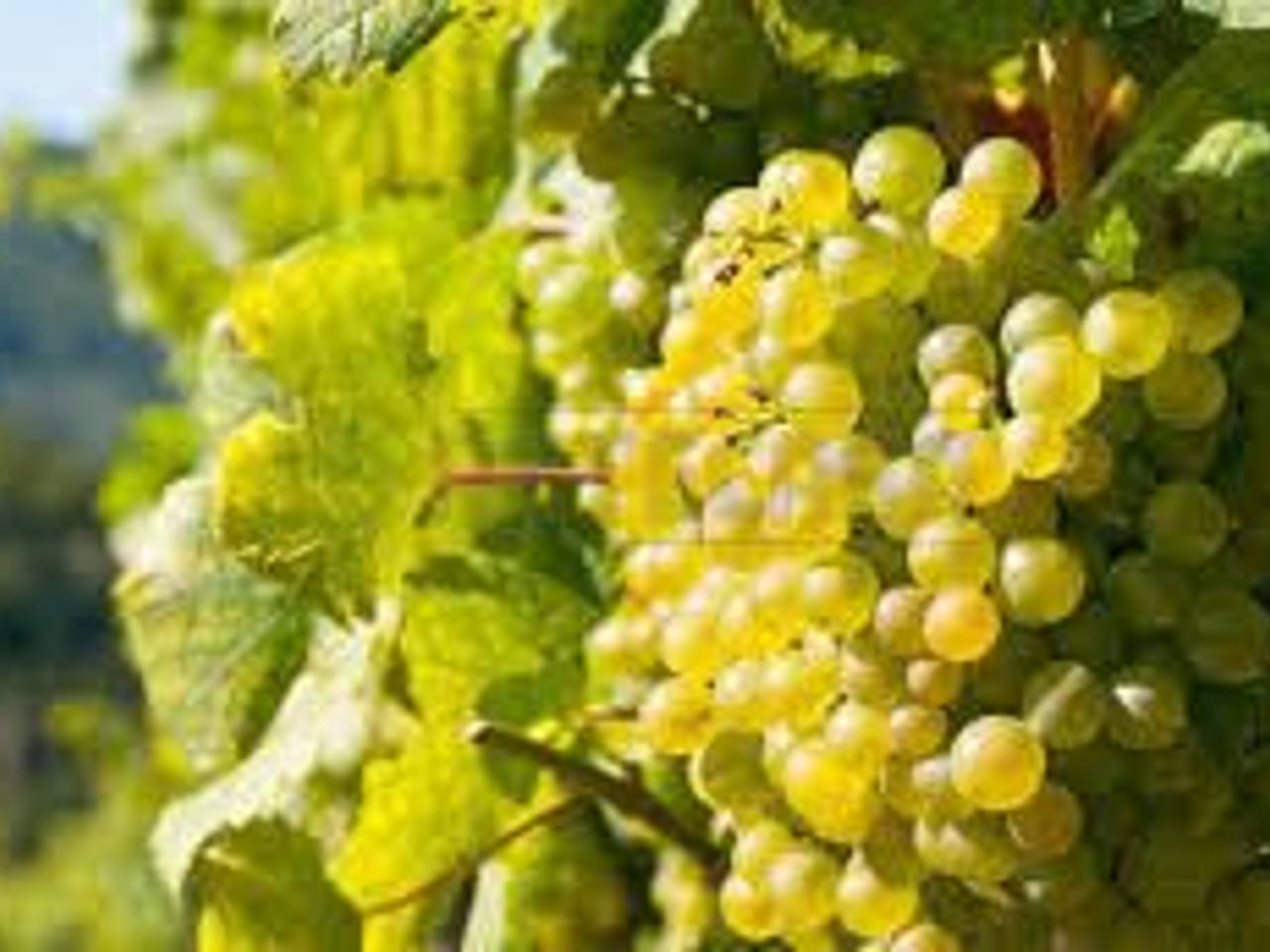 terreno edificabile in vendita a Mazara del Vallo