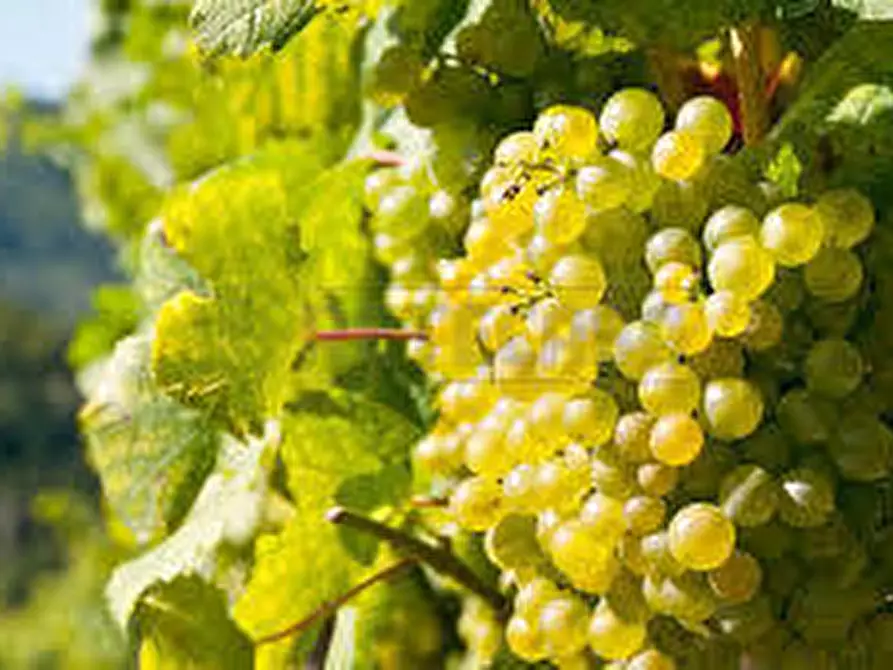 terreno edificabile in vendita a Mazara del Vallo