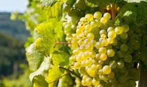 azienda agricola in vendita a Mazara del Vallo in zona Borgata Costiera