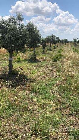 terreno in vendita a Mazara del Vallo in zona Centro Storico