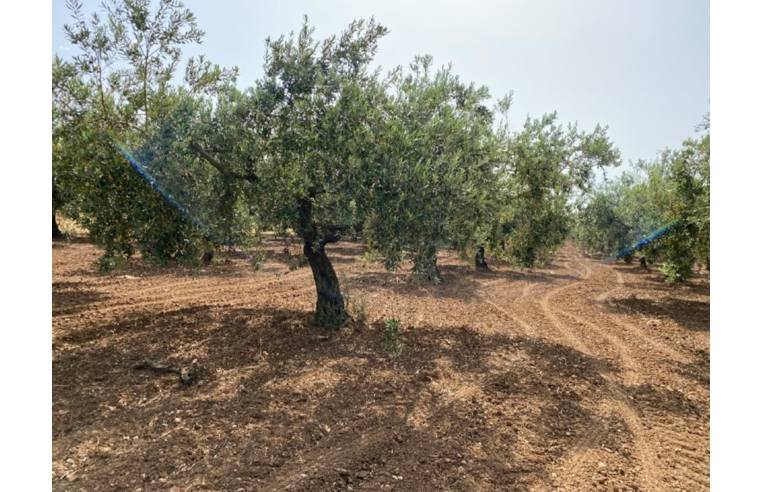 terreno agricolo in vendita a Mazara del Vallo