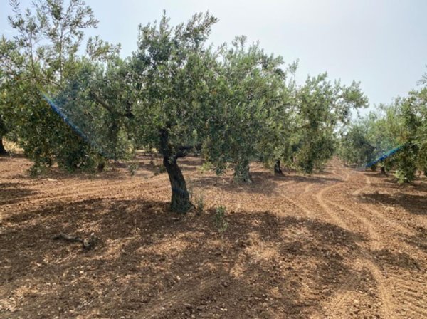terreno in vendita a Mazara del Vallo