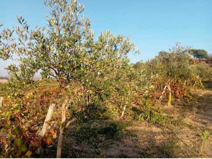 terreno in vendita a Mazara del Vallo in zona Mazara Due