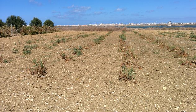 terreno agricolo in vendita a Paceco in zona Nubia