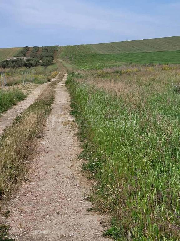 terreno agricolo in vendita a Paceco