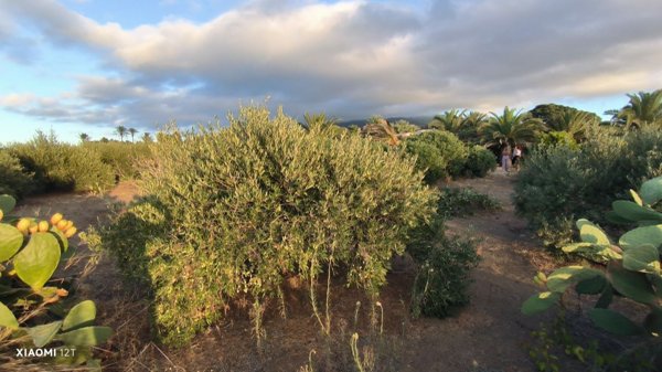 casa indipendente in vendita a Pantelleria