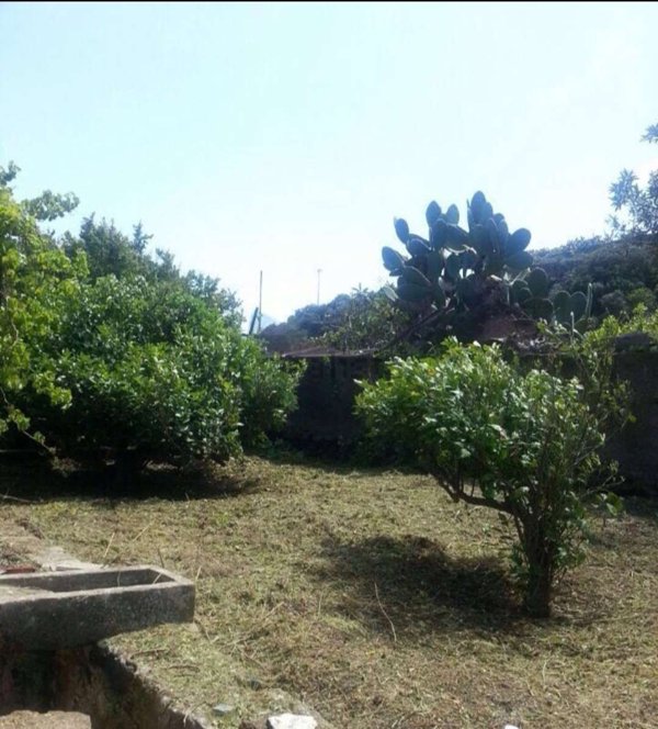 esavano in vendita a Pantelleria