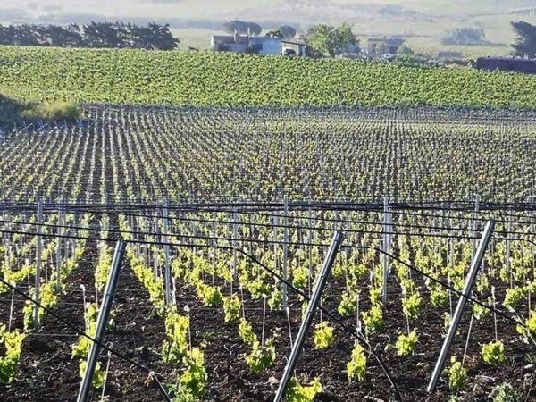 terreno agricolo in vendita a Partanna