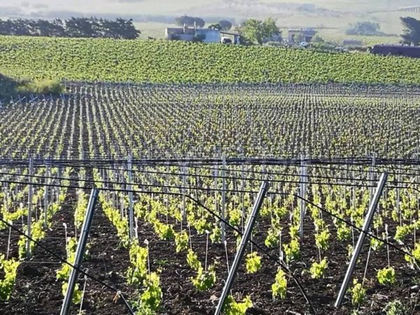 terreno agricolo in vendita a Partanna