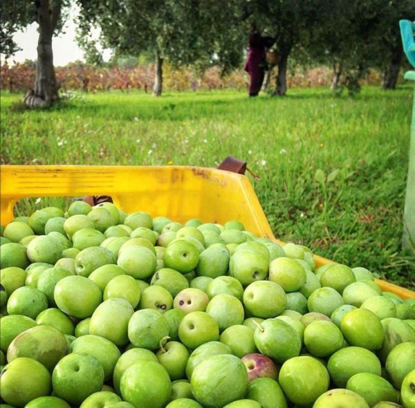 terreno agricolo in vendita a Partanna