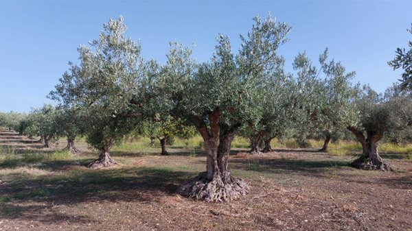terreno agricolo in vendita a Partanna in zona Camarro