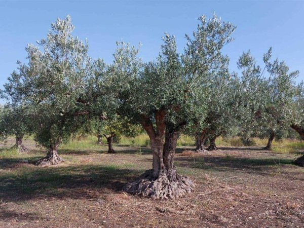 terreno agricolo in vendita a Partanna