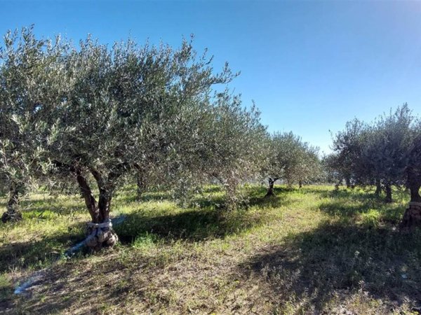 terreno agricolo in vendita a Partanna