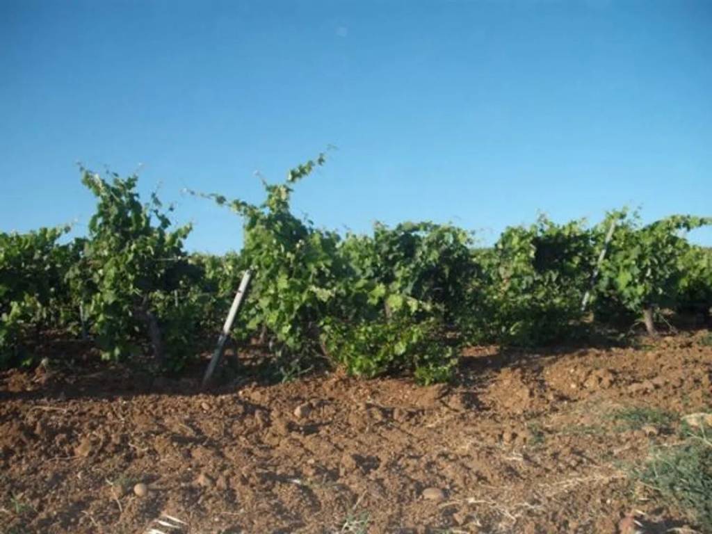 terreno agricolo in vendita a Salemi
