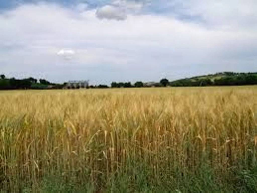immagine annuncio 0 di 1
