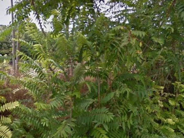 terreno agricolo in vendita a Salemi in zona Filci