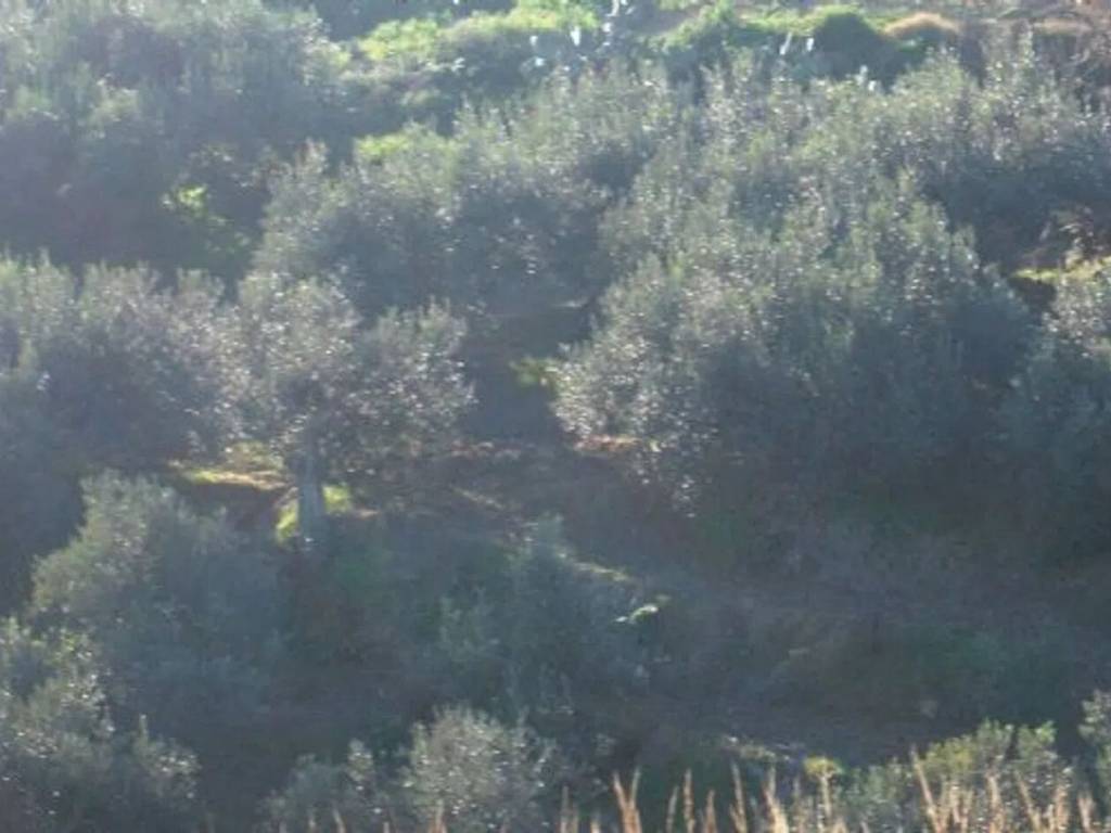 terreno agricolo in vendita a Salemi
