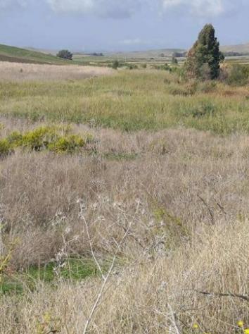 terreno agricolo in vendita a Salemi