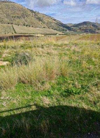 terreno agricolo in vendita a Salemi