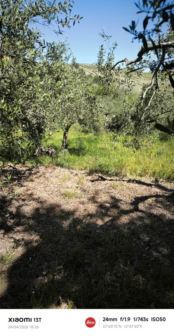 terreno agricolo in vendita a Salemi