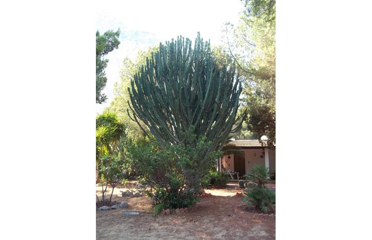 casa indipendente in vendita a San Vito Lo Capo