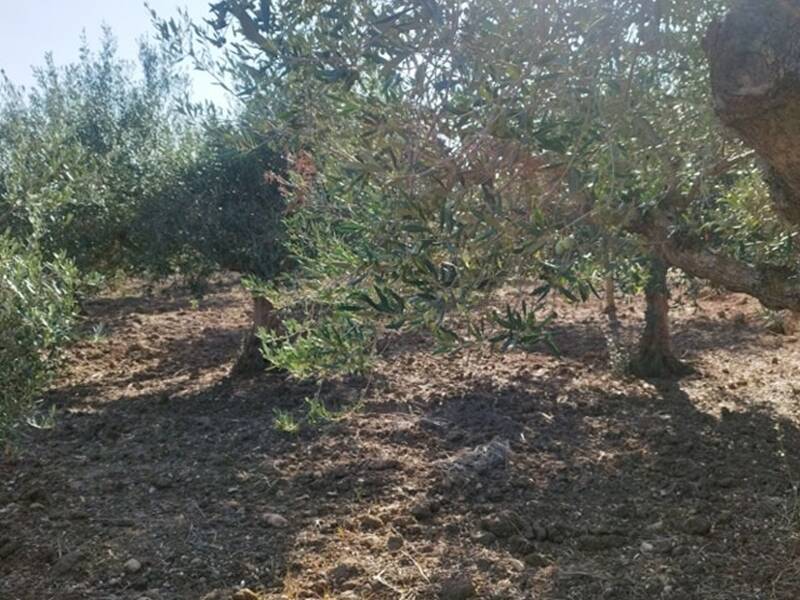 terreno agricolo in vendita a Trapani
