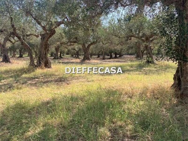 terreno agricolo in vendita a Trapani