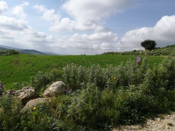 terreno agricolo in vendita a Valderice