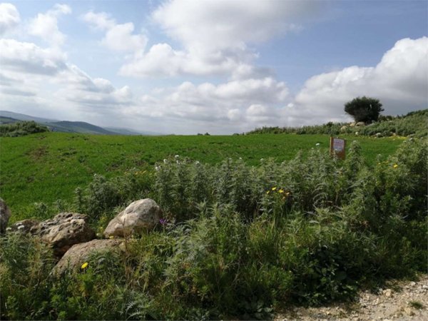 terreno agricolo in vendita a Valderice