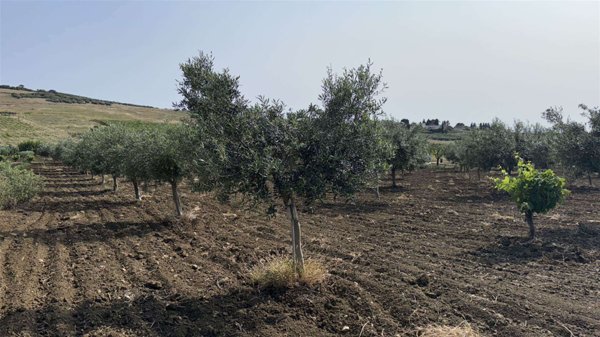 terreno agricolo in vendita a Valderice in zona Chiesanuova