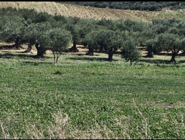 terreno agricolo in vendita a Valderice in zona Crocevie