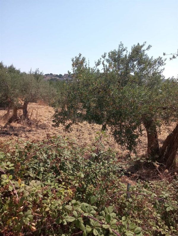 terreno agricolo in vendita a Valderice