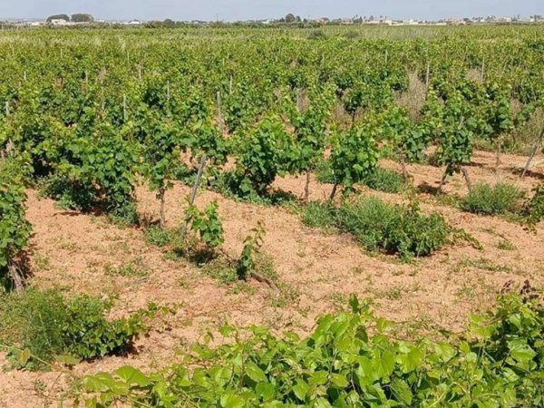 terreno agricolo in vendita a Petrosino