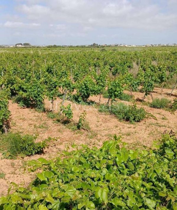 terreno agricolo in vendita a Petrosino