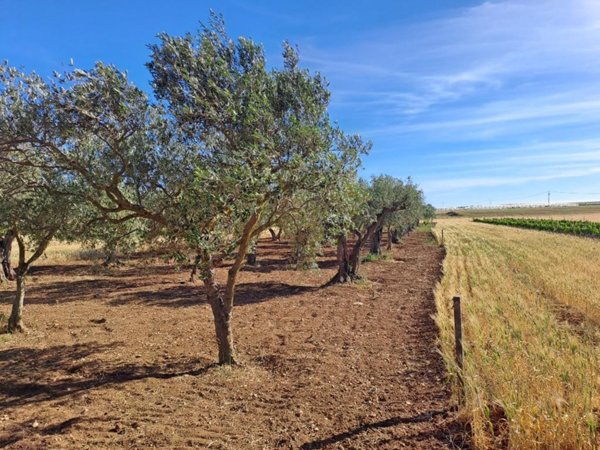 terreno agricolo in vendita a Petrosino