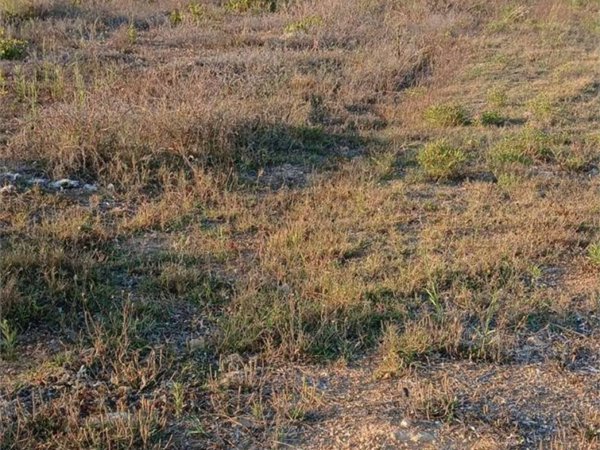terreno agricolo in vendita a Petrosino