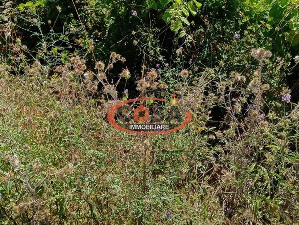 terreno agricolo in vendita a Petrosino