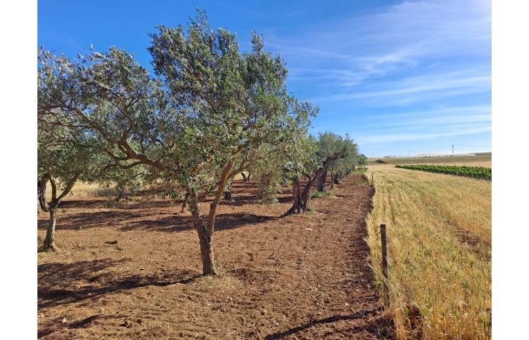 terreno agricolo in vendita a Petrosino