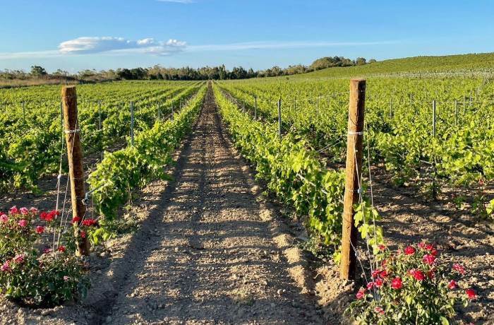 terreno agricolo in vendita a Petrosino