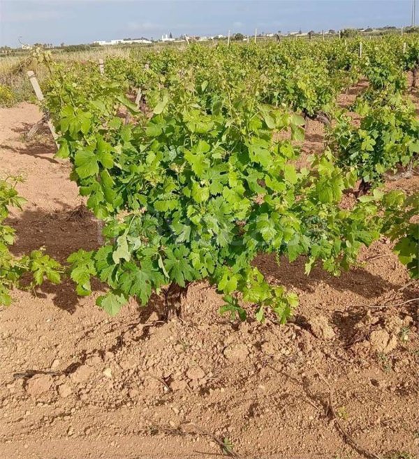 terreno agricolo in vendita a Petrosino